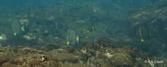 Acanthurus guttatus