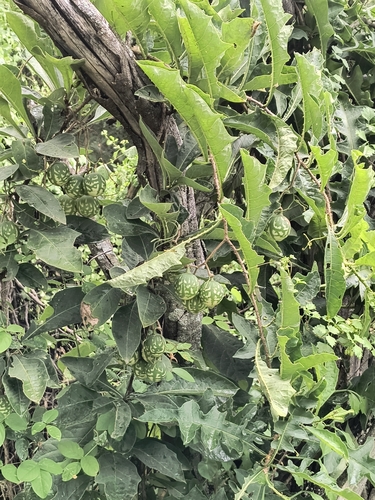 solano toronja (Solanum refractum)
