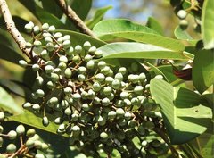 Daphniphyllum calycinum