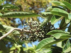 Daphniphyllum calycinum