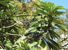 Daphniphyllum calycinum