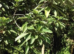 Daphniphyllum calycinum