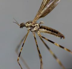 Amphineurus hudsoni