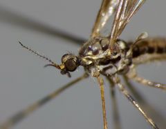 Amphineurus hudsoni