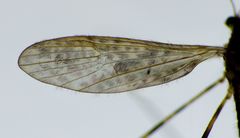 Amphineurus hudsoni