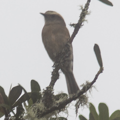 Ochthoeca fumicolor