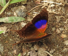 Marpesia furcula