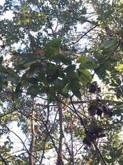 Magnoliales