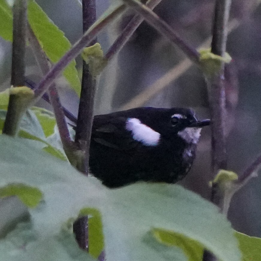 White-shouldered Fairywren (Malurus alboscapulatus), photo 3