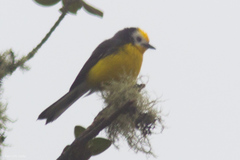 Myioborus ornatus