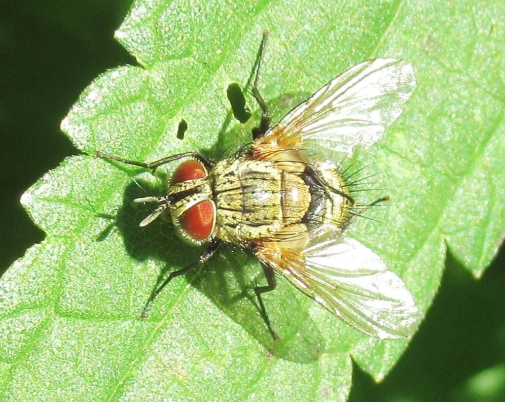 Senometopia pollinosa