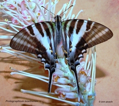 Protographium leosthenes