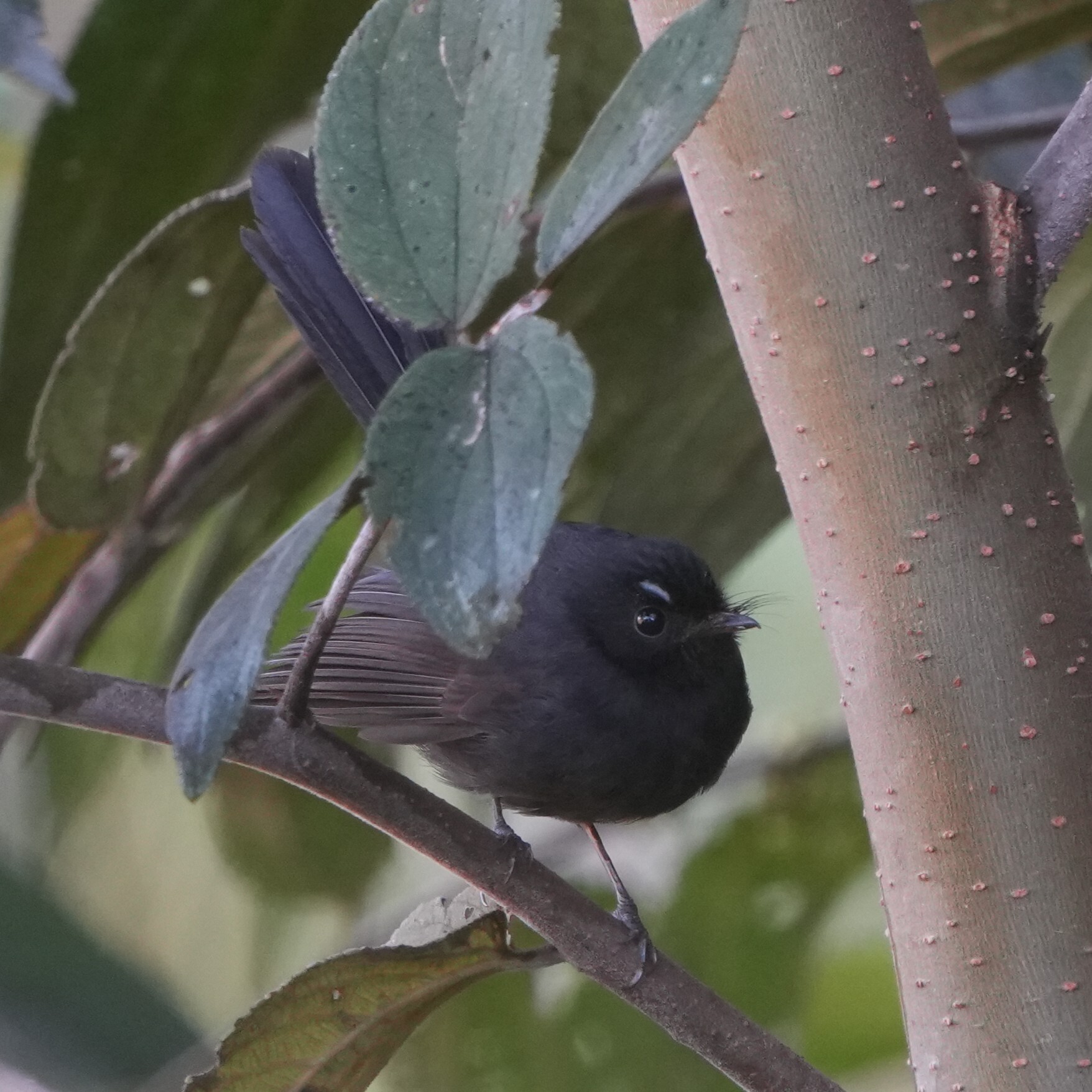 Black Fantail (Rhipidura atra), photo 1