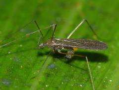 Amphineurus insulsus
