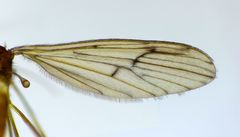 Amphineurus insulsus