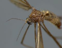 Amphineurus insulsus