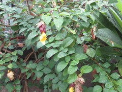 Gmelina philippensis