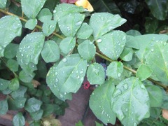 Gmelina philippensis