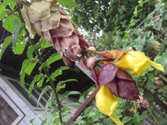 Gmelina philippensis