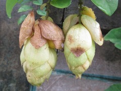 Gmelina philippensis