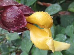 Gmelina philippensis