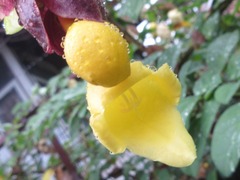Gmelina philippensis