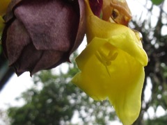 Gmelina philippensis
