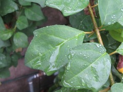 Gmelina philippensis
