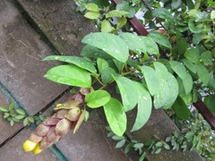 Gmelina philippensis