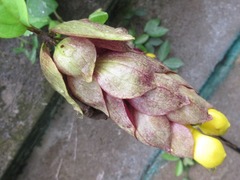 Gmelina philippensis