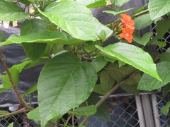 Cordia