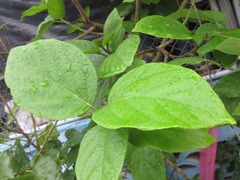 Cordia