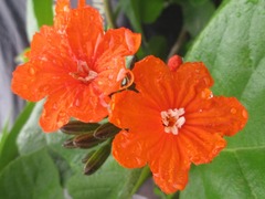 Cordia
