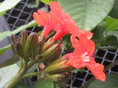 Cordia