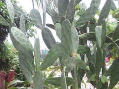 Opuntia cochenillifera