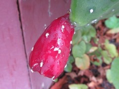 Opuntia cochenillifera