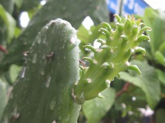 Opuntia cochenillifera