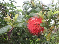 Combretum constrictum