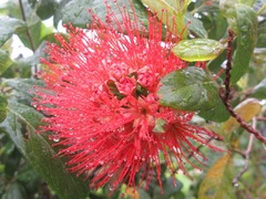 Combretum constrictum