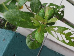 Combretum constrictum