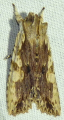 Lithophane patefacta