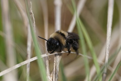 Andrena transnigra