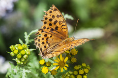 Argynnis laodice