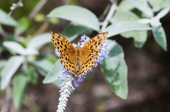 Argynnis laodice