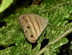 Megeuptychia antonoe