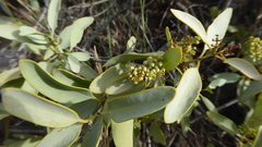 Santalum ellipticum