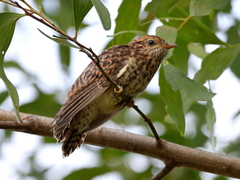 Cacomantis variolosus