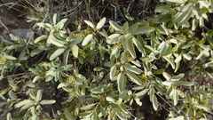 Santalum ellipticum