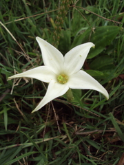 Jaborosa integrifolia