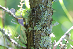 Aeshna canadensis